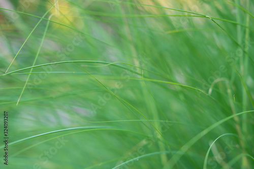 natural green background of green grass  selective focus