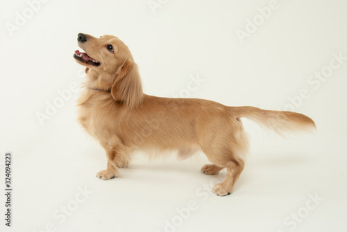 ミニチュア・ダックスフントの横顔