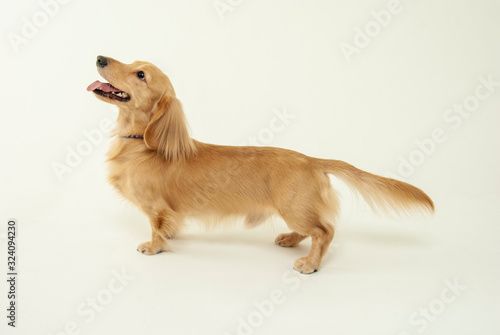 ミニチュア・ダックスフントの横顔