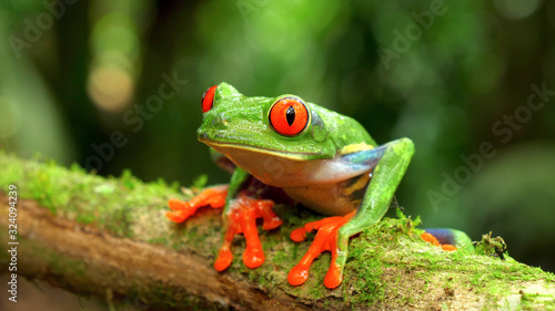 tropical green frog
