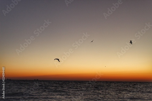 Seagulls on beach at sunrise
