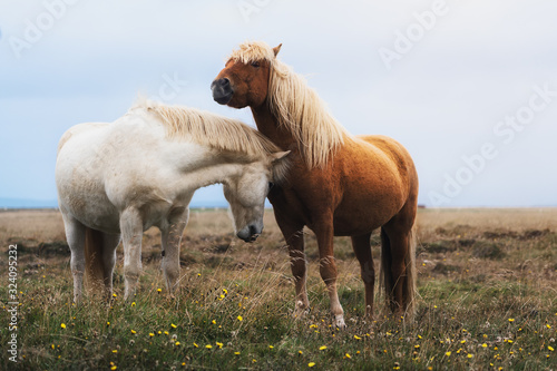 Horses