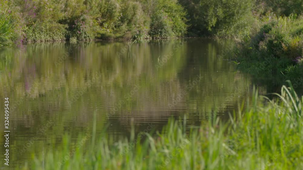 Wide shot of lovely, idyllic setting at edge of a pond surrounded by trees and bushes Wide shot of lovely, idyllic setting at edge of a pond surrounded by trees and bushes