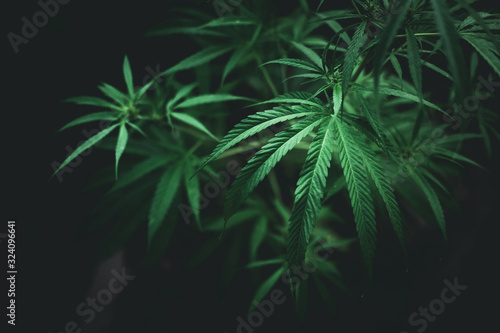 cannabis on a dark background Marijuana leaves  indoor cultivation 