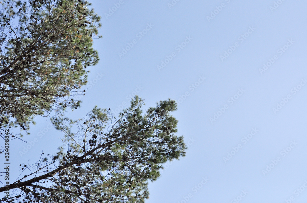 Tree Branches Background Tree Branches Background