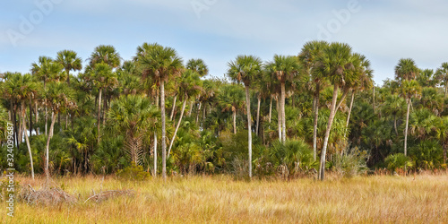 Palm trees at Lake Woodruff National Wildlife Refuge near Daytona Beach, Florida photo