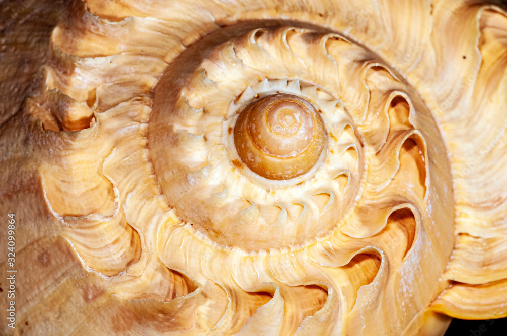 Conch Shell Spiral Conch Shell Spiral