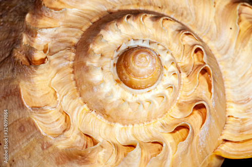 Conch Shell Spiral