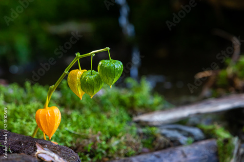 Fotografia A close up selective focus shot of colorful yellow and green Chinese Lantern Pla