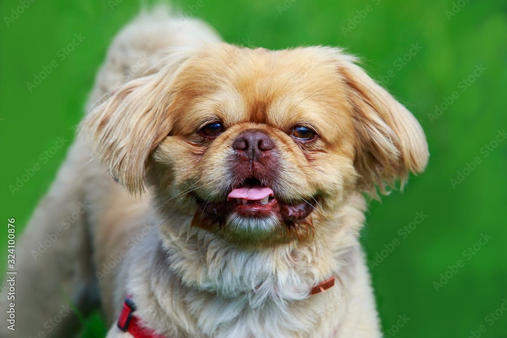 Dog breed pekingese