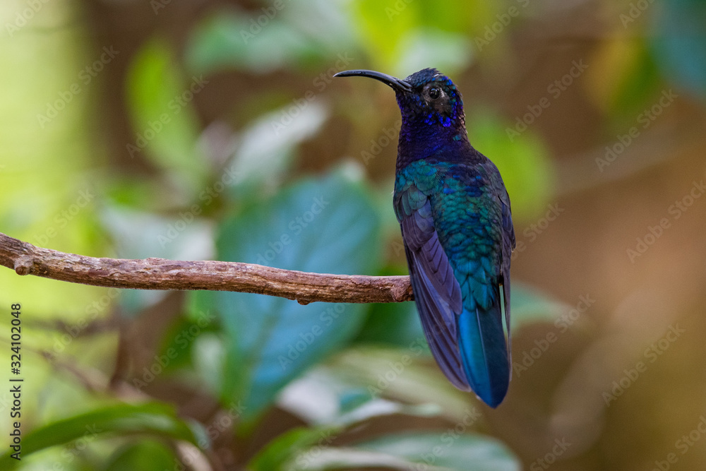 Fototapeta premium Hummingbird