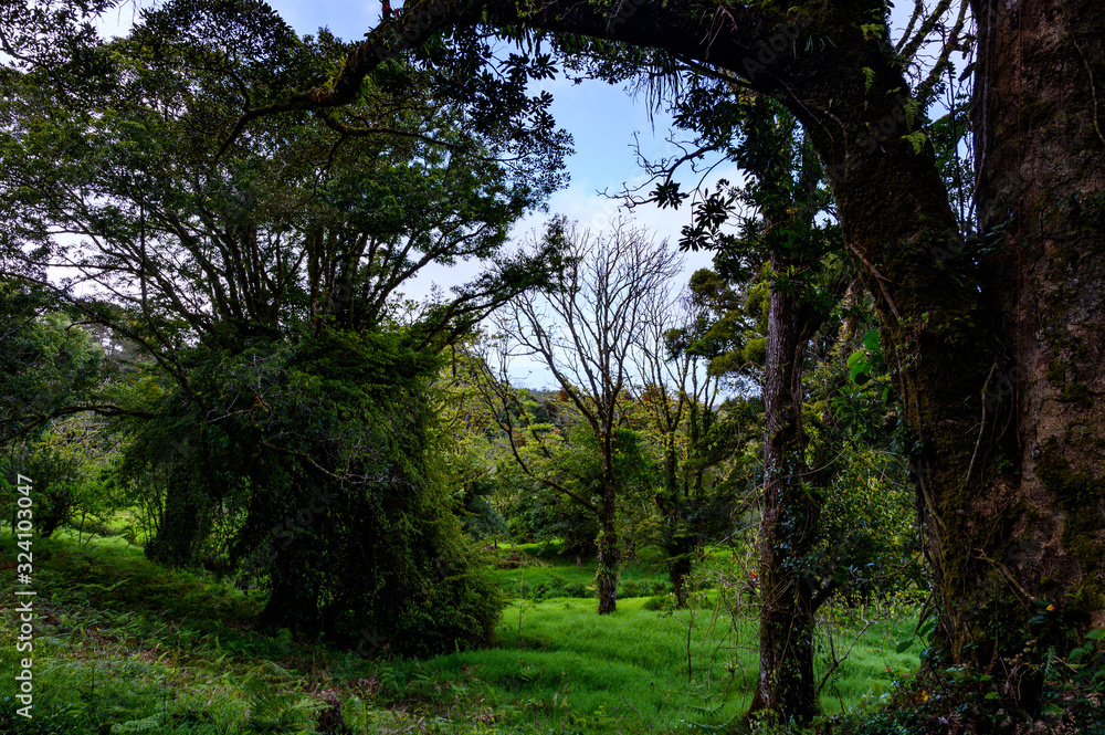 Costa Rica Rainforest