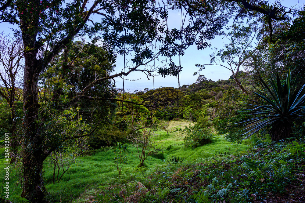 Fototapeta premium Costa Rica Rainforest
