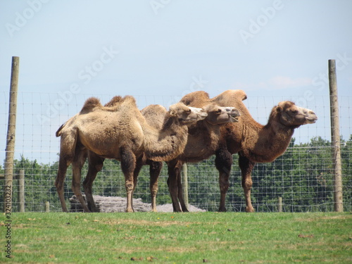Fototapeta Naklejka Na Ścianę i Meble -  Les 3 chameaux
