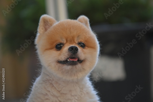pomeranian dog cute pet happy smiling in the morning