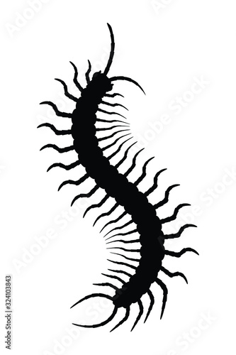 Centipede silhouette vector, insect illustration