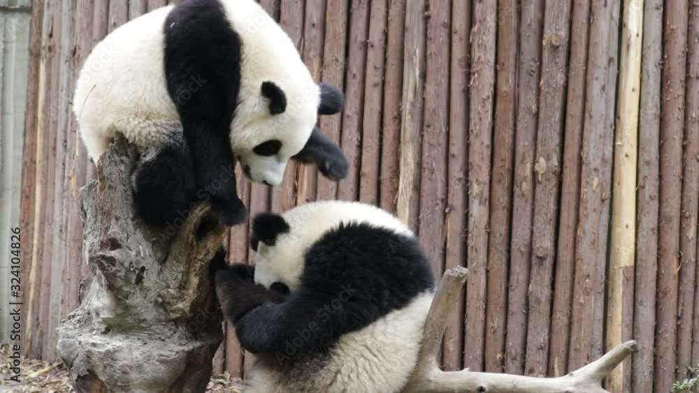 Panda Cubs are Playing Fighting on the Tree, Chengdu , China Panda Cubs are Playing Fighting on the Tree, Chengdu , China