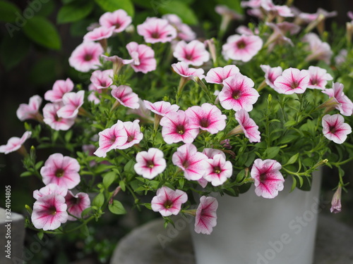 Wallpaper Mural Petunia Easy wave viloet pink color  flower beautiful on blurred of nature background Torontodigital.ca