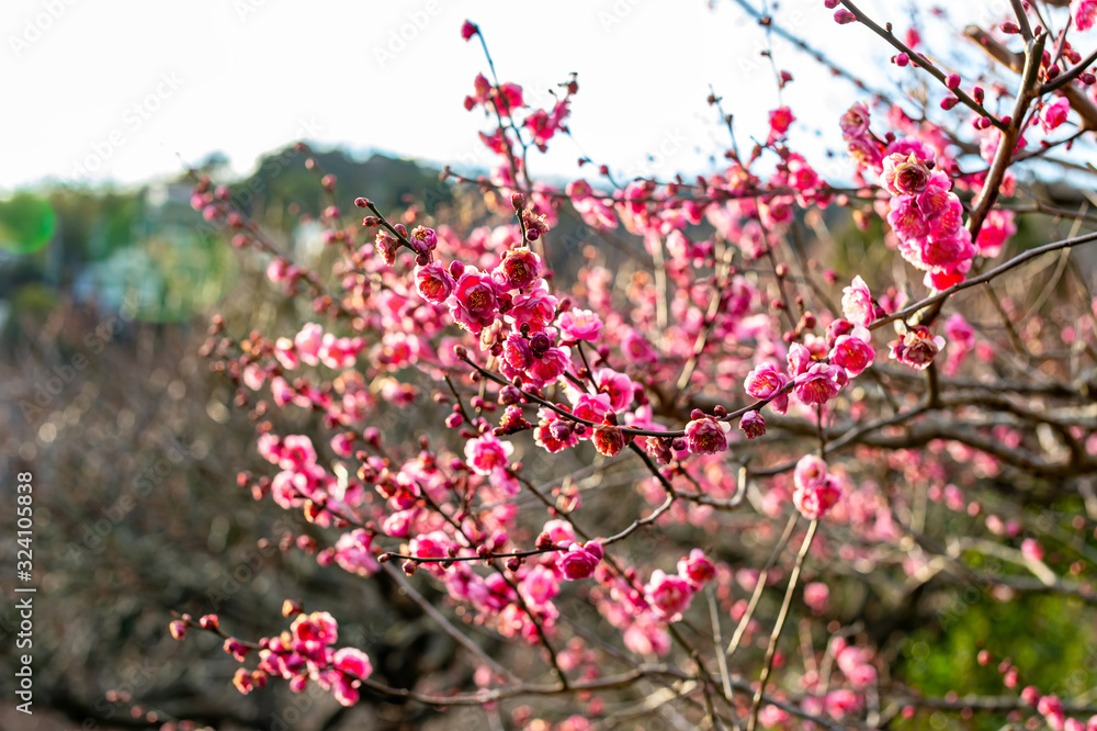 日本の早春、桃色の梅の花が満開