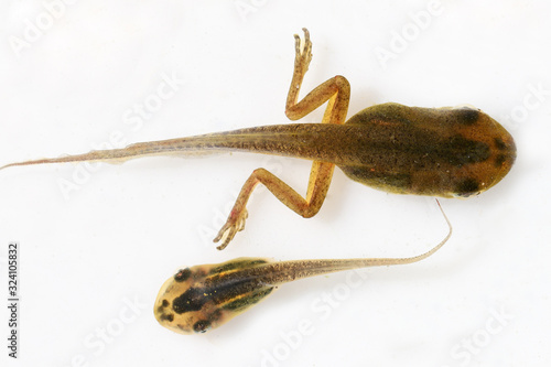 Bild auf Leinwand Peron's Tree Frog tadpole growing back legs