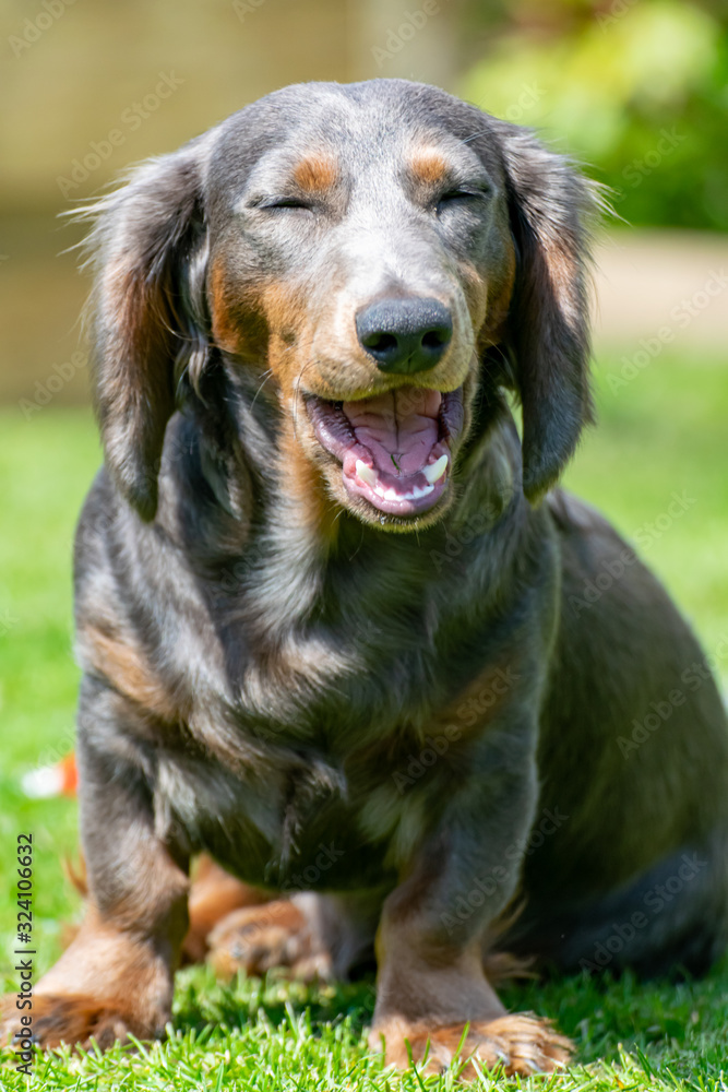 A blue male long haired dachshund yawning