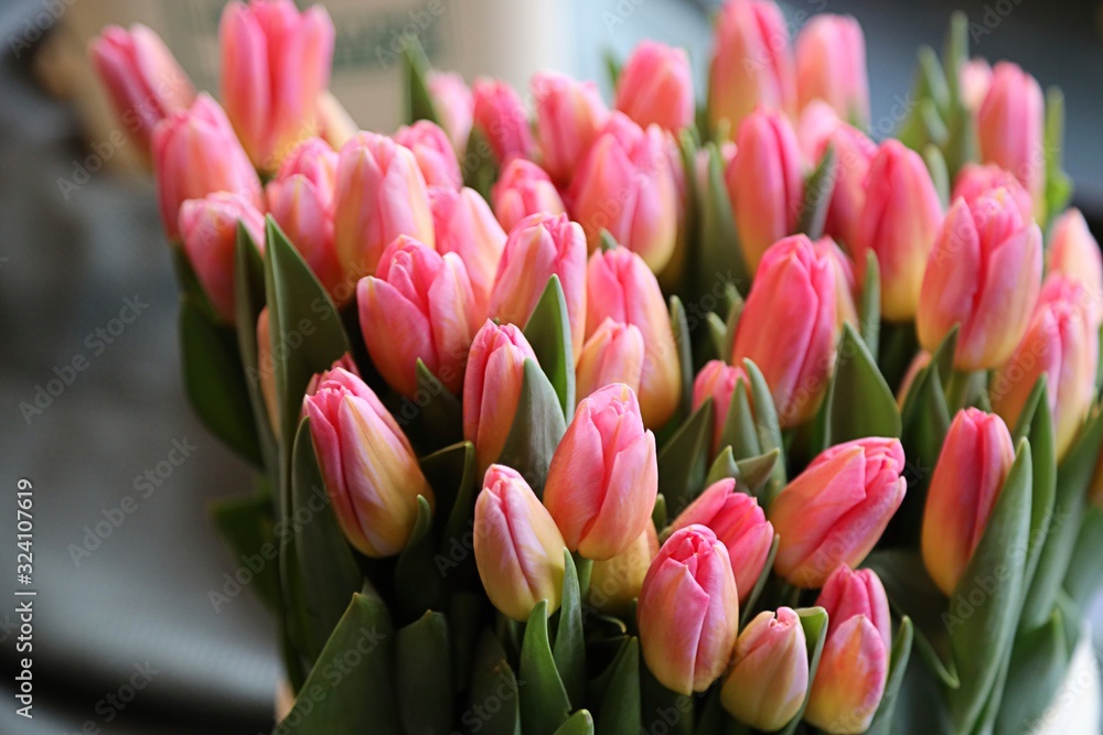 Fototapeta premium Tulips