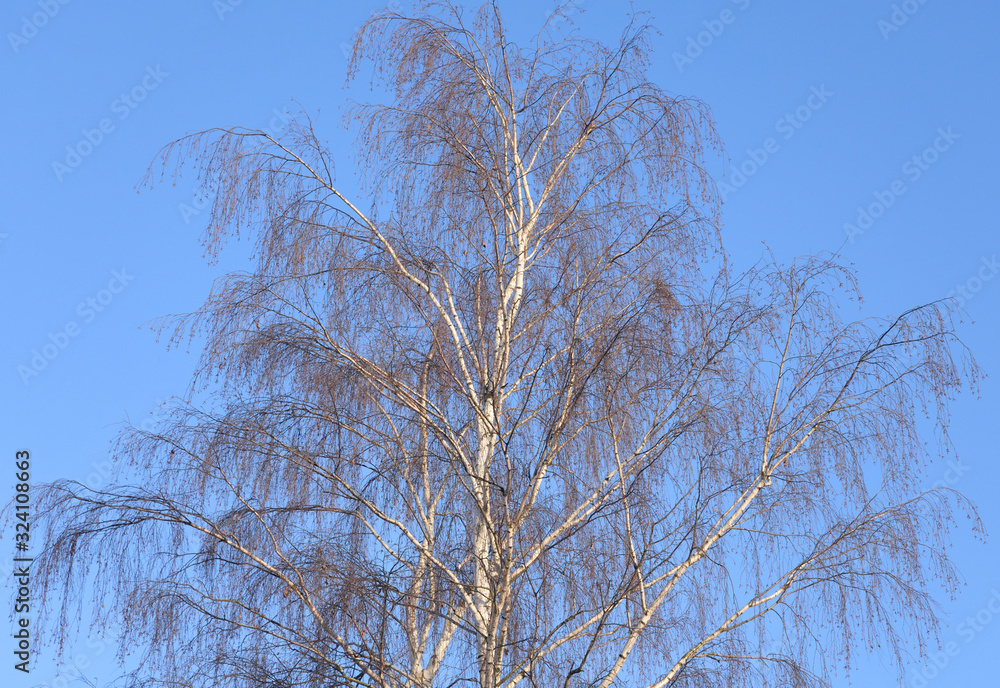 Birch tree on blue sky background. Birch tree on blue sky background.