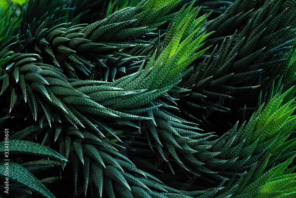 Fototapeta Tropikalne zielone liście. Ciekawy pomysł na obraz na płótnie.