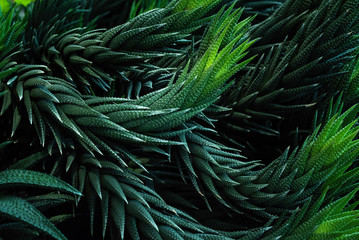 tropical leaves, abstract green leaves texture, nature background