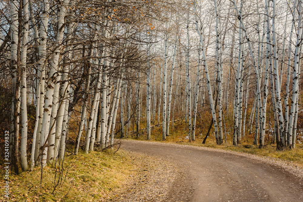 Winding dirt road through an aspen grove