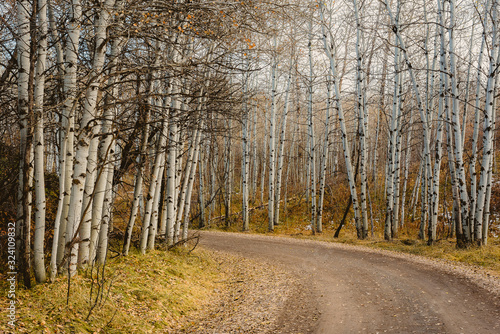 Obraz na płótnie Winding dirt road through an aspen grove w salonie