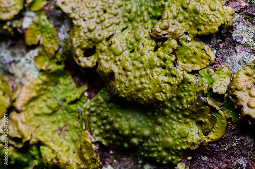 Frogskin looking lichen