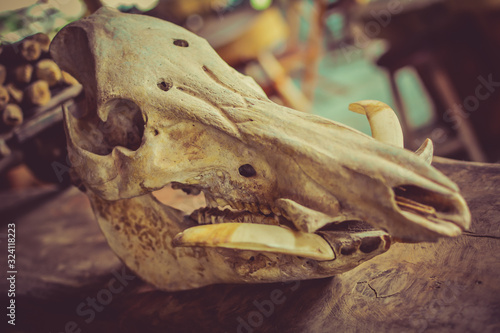 boar skull