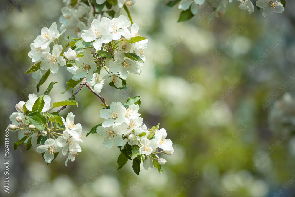 Blooming apple branch on a green background. Spring garden. Blooming apple branch on a green background. Spring garden.