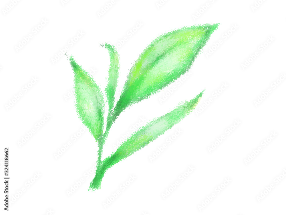 緑茶の新芽 緑茶の新芽