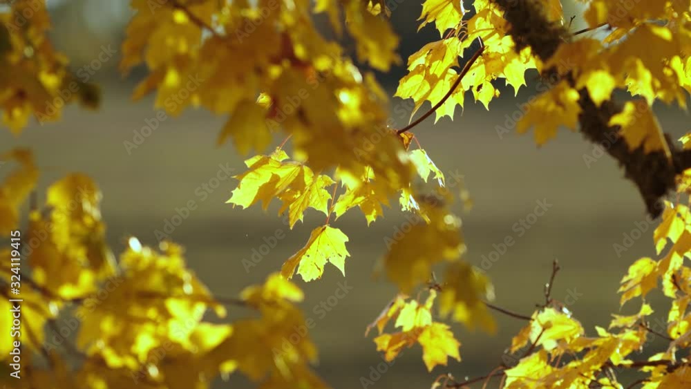 Golden maple leafs in light breeze Golden maple leafs in light breeze