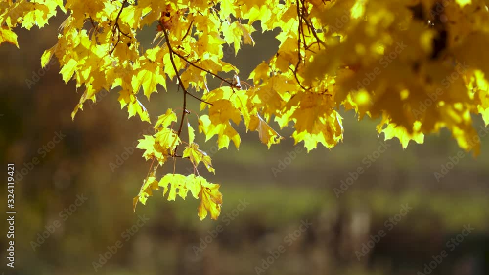 Golden maple leafs in light breeze Golden maple leafs in light breeze