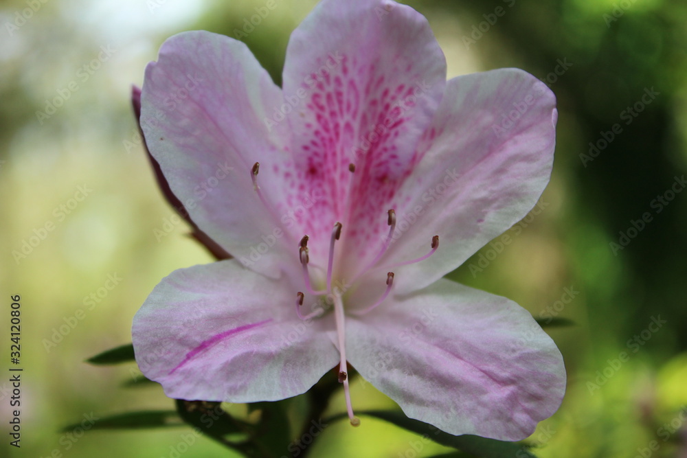 Light Pink Azalea Light Pink Azalea