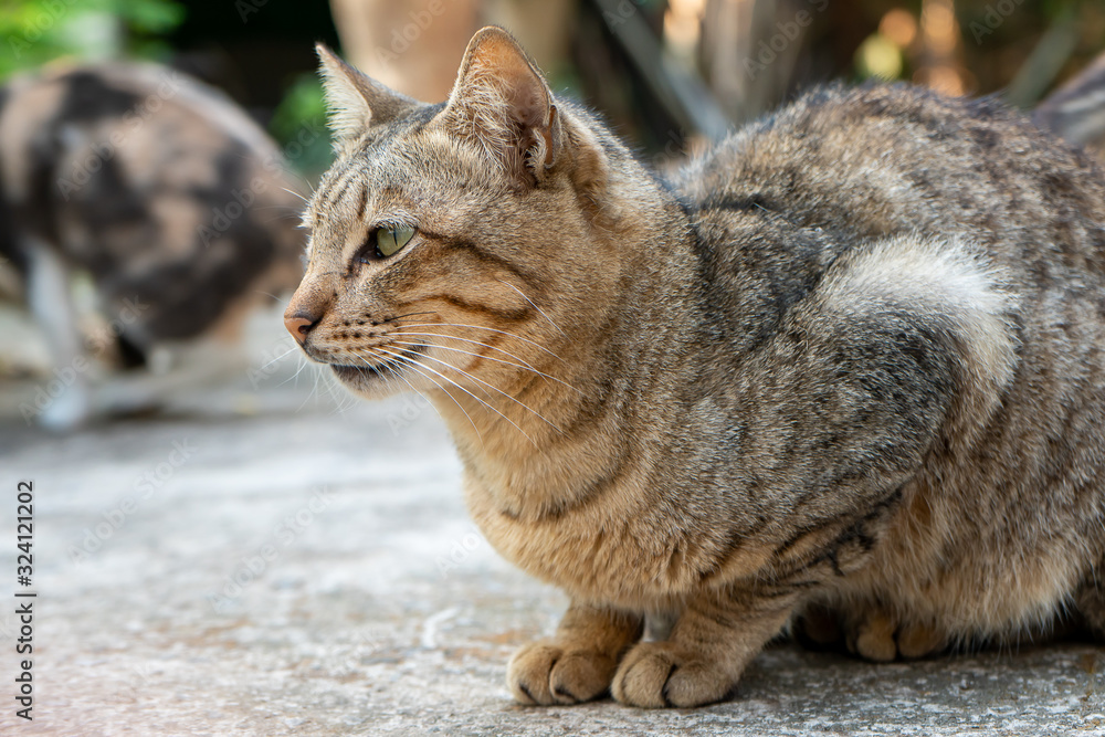 Portrait of striped cat lay on the street, close up Thai cat Portrait of striped cat lay on the street, close up Thai cat