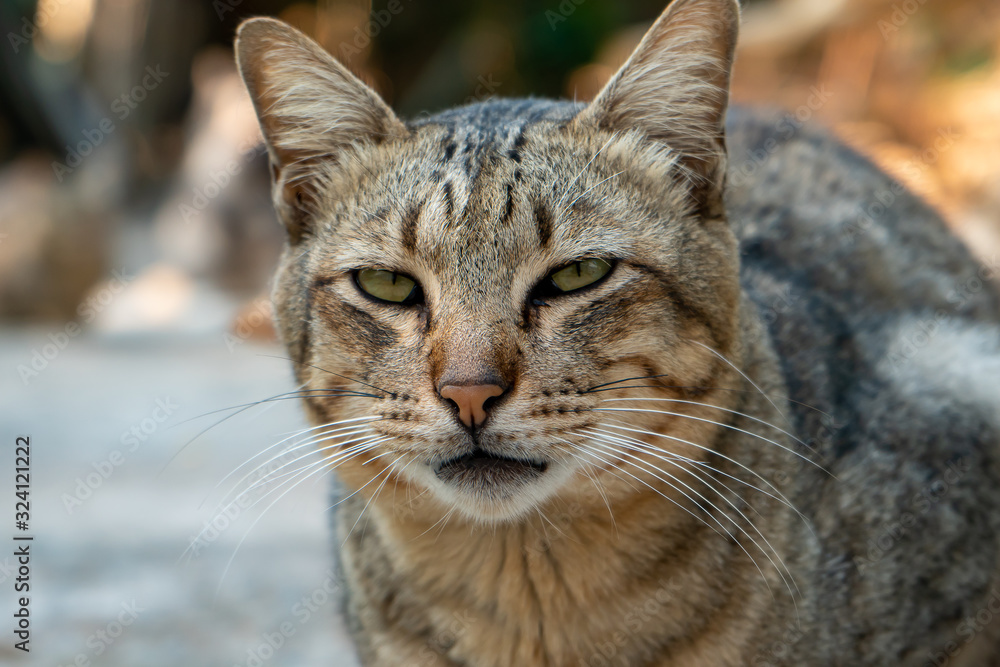 Close up the striped cat resting, portrait of Thai cat