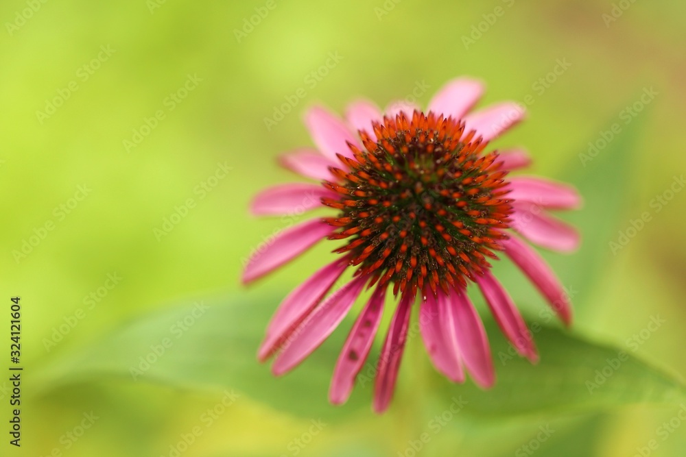 Echinacea flower. Pink echinacea close-up on a blurred green background.Healing herbs and flowers. Homeopathy and alternative treatment. Echinacea flower. Pink echinacea close-up on a blurred green background.Healing herbs and flowers. Homeopathy and alternative treatment.