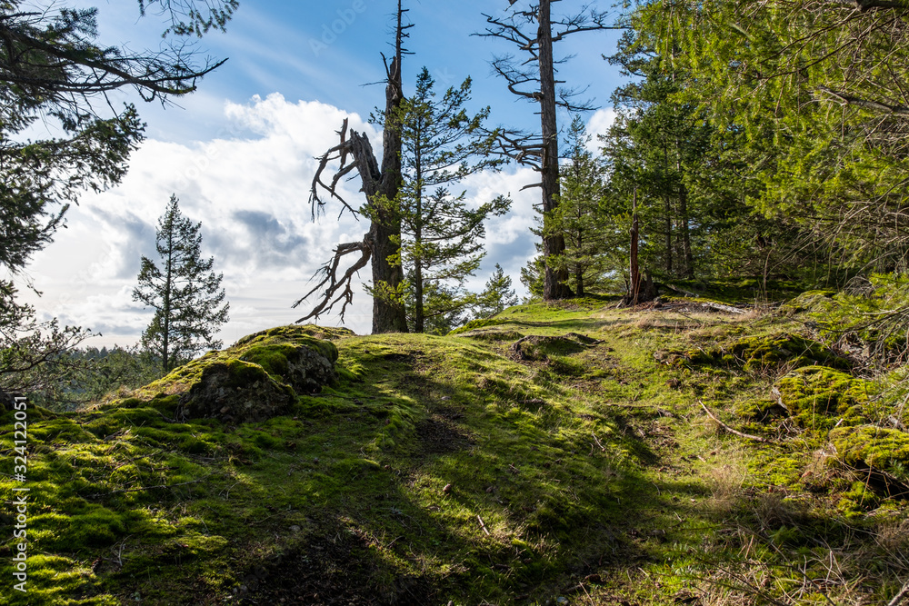 trail on mountain top under the sun with mosses covered ground and dense forest on the side trail on mountain top under the sun with mosses covered ground and dense forest on the side
