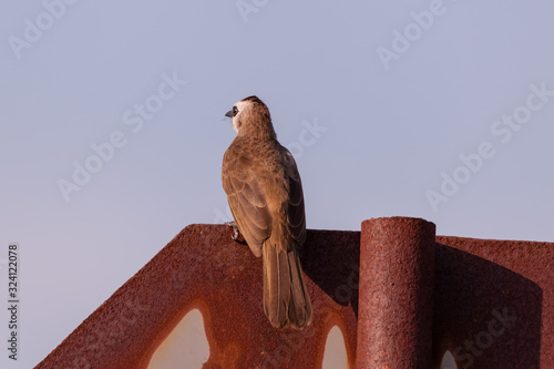 yellow vented bulbul in nature photo