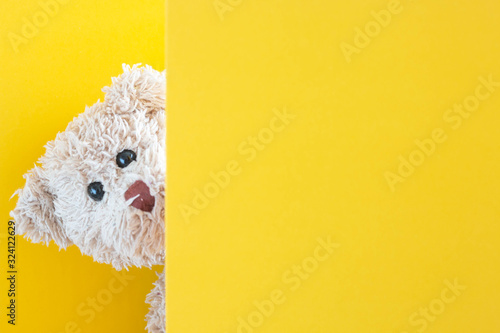 Teddy bear plays hide and seek with the paperboard, and the Cute doll is playful and happy. photo