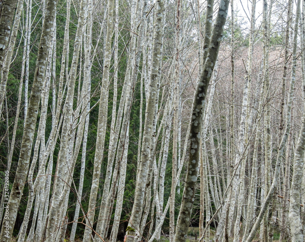 forest full of trees with straight thin trunks on a cloudy day forest full of trees with straight thin trunks on a cloudy day