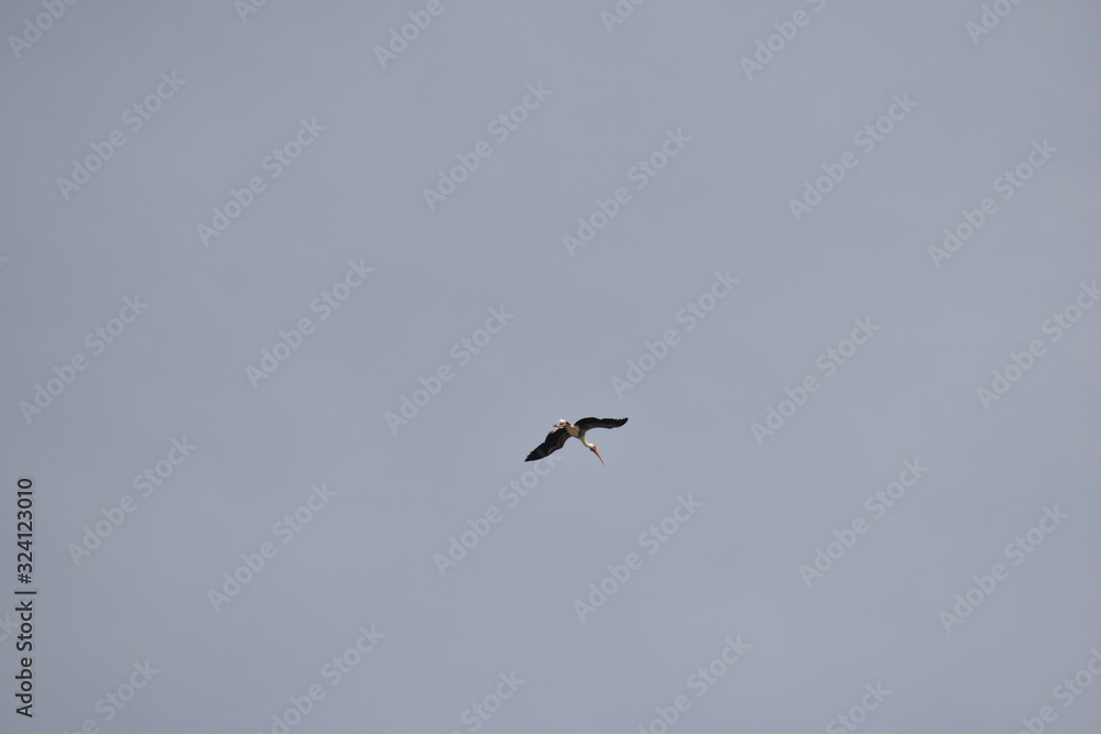 a white crane was flying in the blue sky. a white crane was flying in the blue sky.