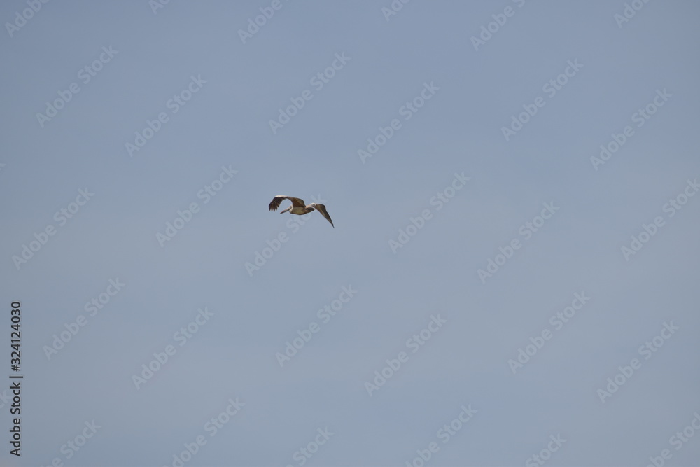 a beautiful pelican bird is flying on the sky, close up view of the pelican