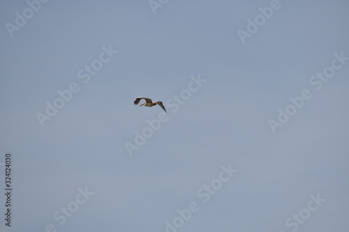 a beautiful pelican bird is flying on the sky, close up view of the pelican