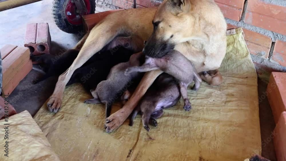 A mother dog nursing her cute puppies, while trying to hep and move one