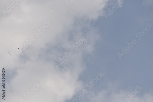 a group of pelican birds are flying in the blue sky